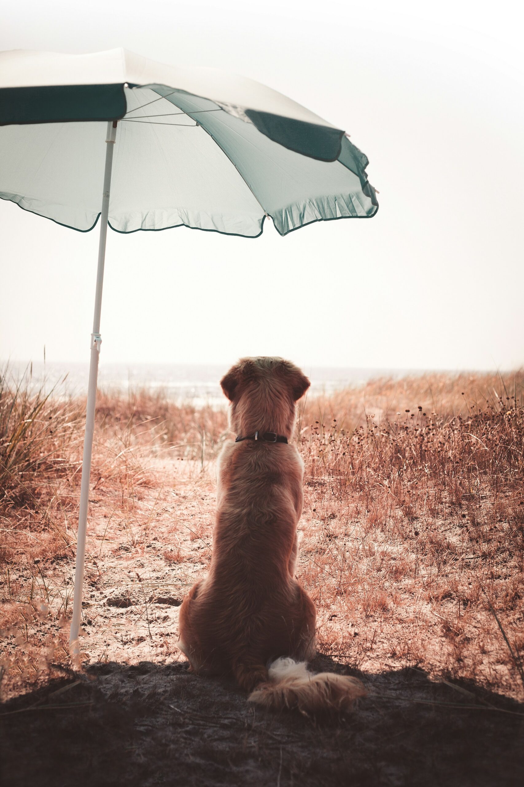 Hundcamping på Öland.